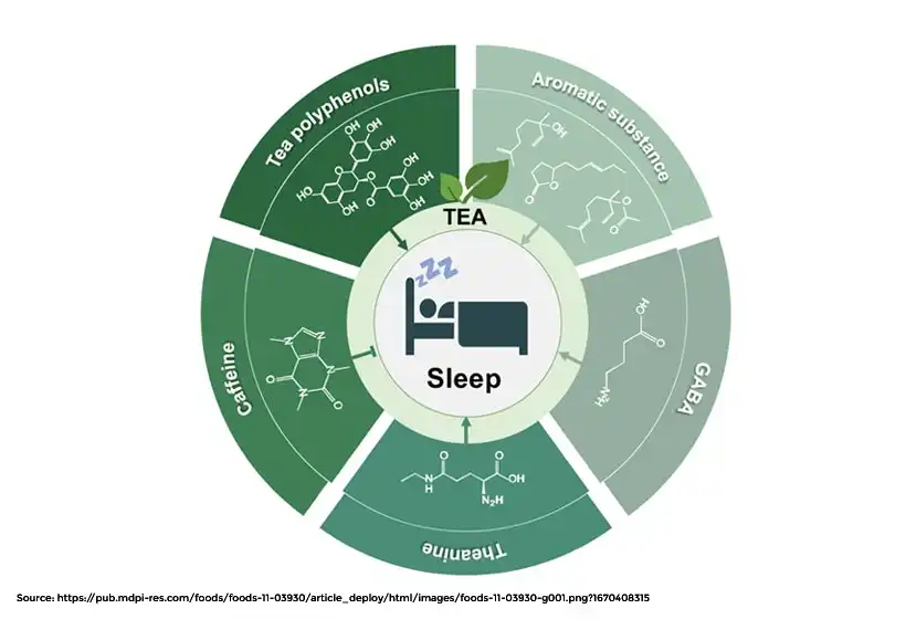 How Does Tea Regulate the Sleep Cycle?