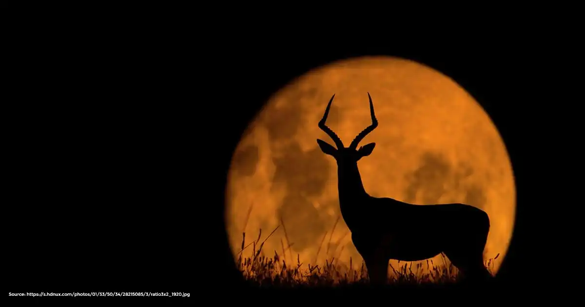 Zodiac Moon & Sleep: July Lunar Phases in Minnesota!